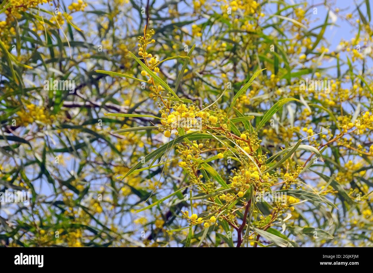 coojong, golden wreath wattle, orange wattle, blue-leafed wattle, Weidenblatt-Akazie, Acacia cyanophylla, Acacia saligna, akácia Stock Photo