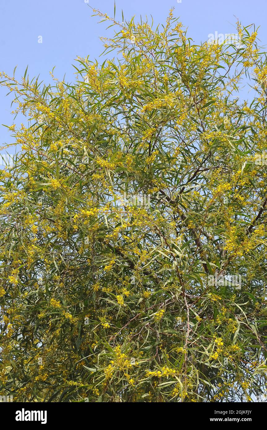 coojong, golden wreath wattle, orange wattle, blue-leafed wattle, Weidenblatt-Akazie, Acacia cyanophylla, Acacia saligna, akácia Stock Photo