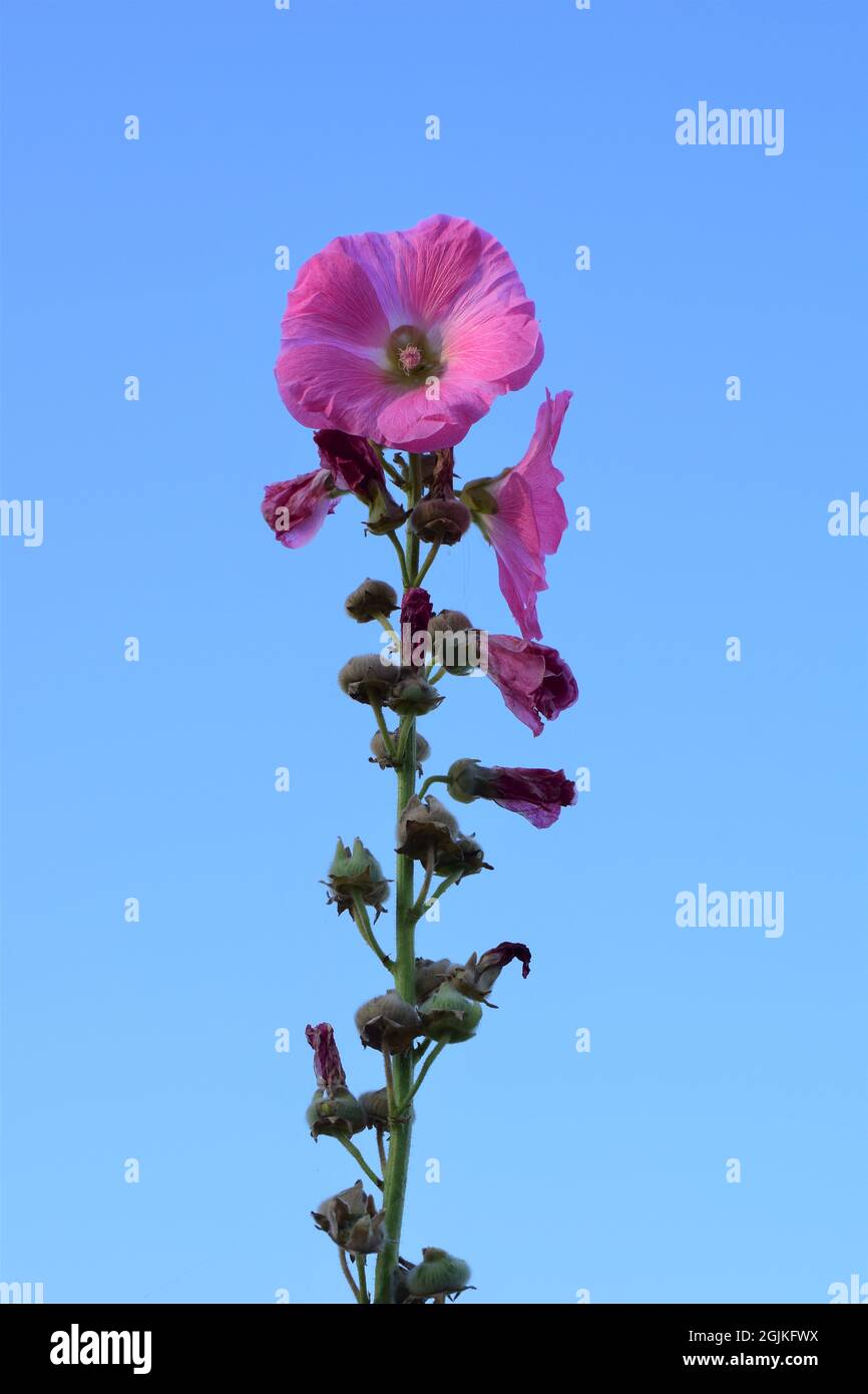 Pink Hollyhock against a clear blue sky Stock Photo