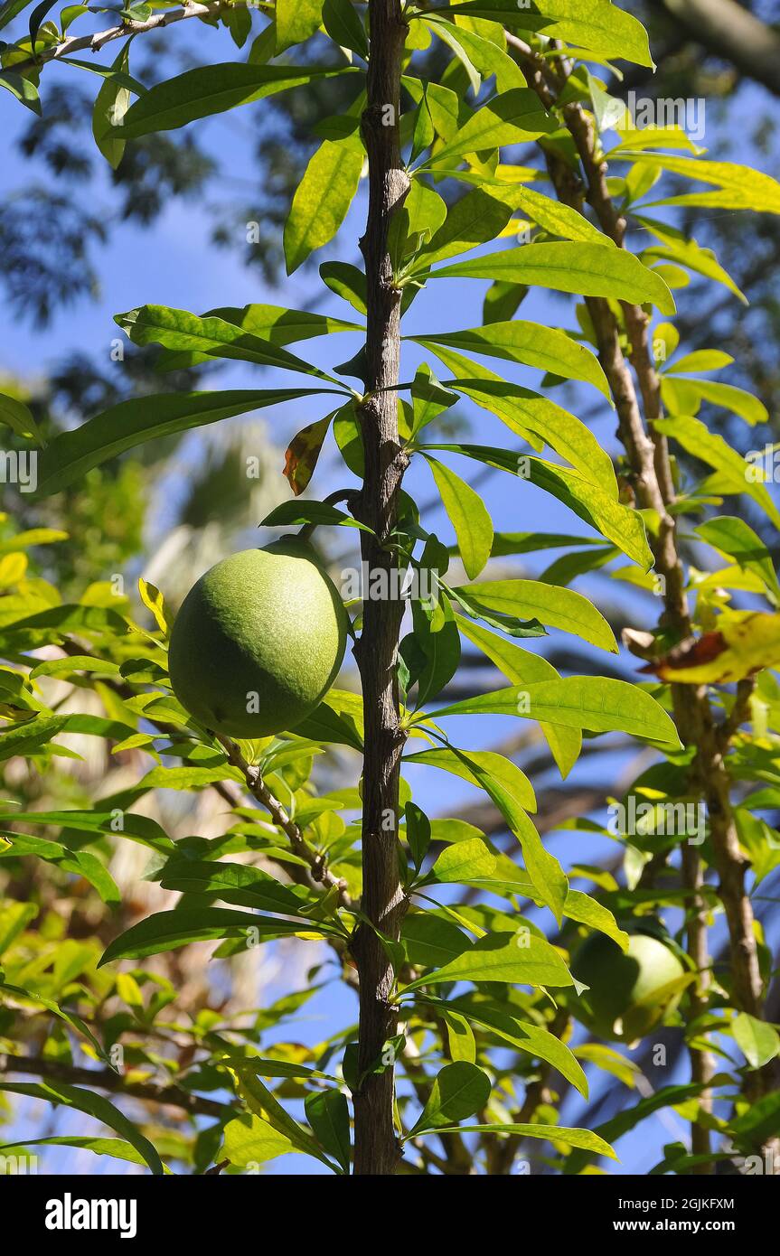 calabash tree, huingo, krabasi, or kalebas, Crescentia mirabilis Stock Photo