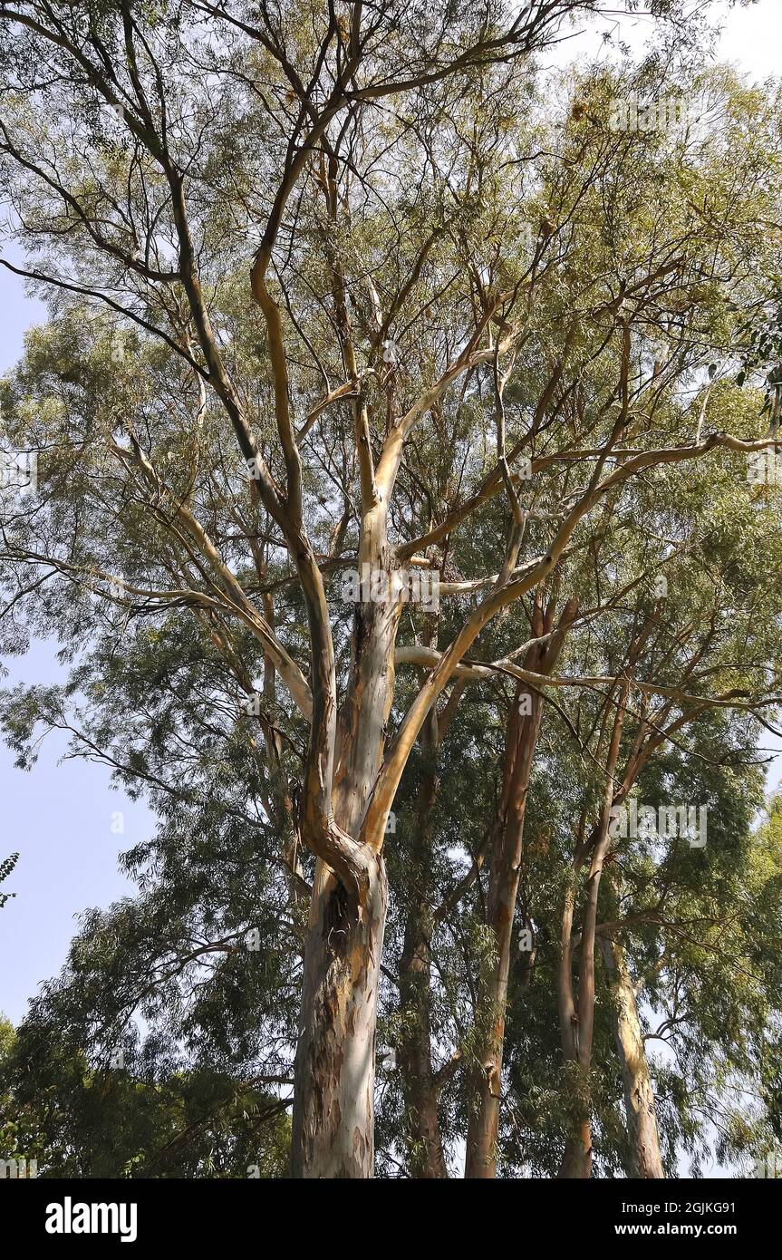 Eukalypte, Eucalyptus, eukaliptusz Stock Photo