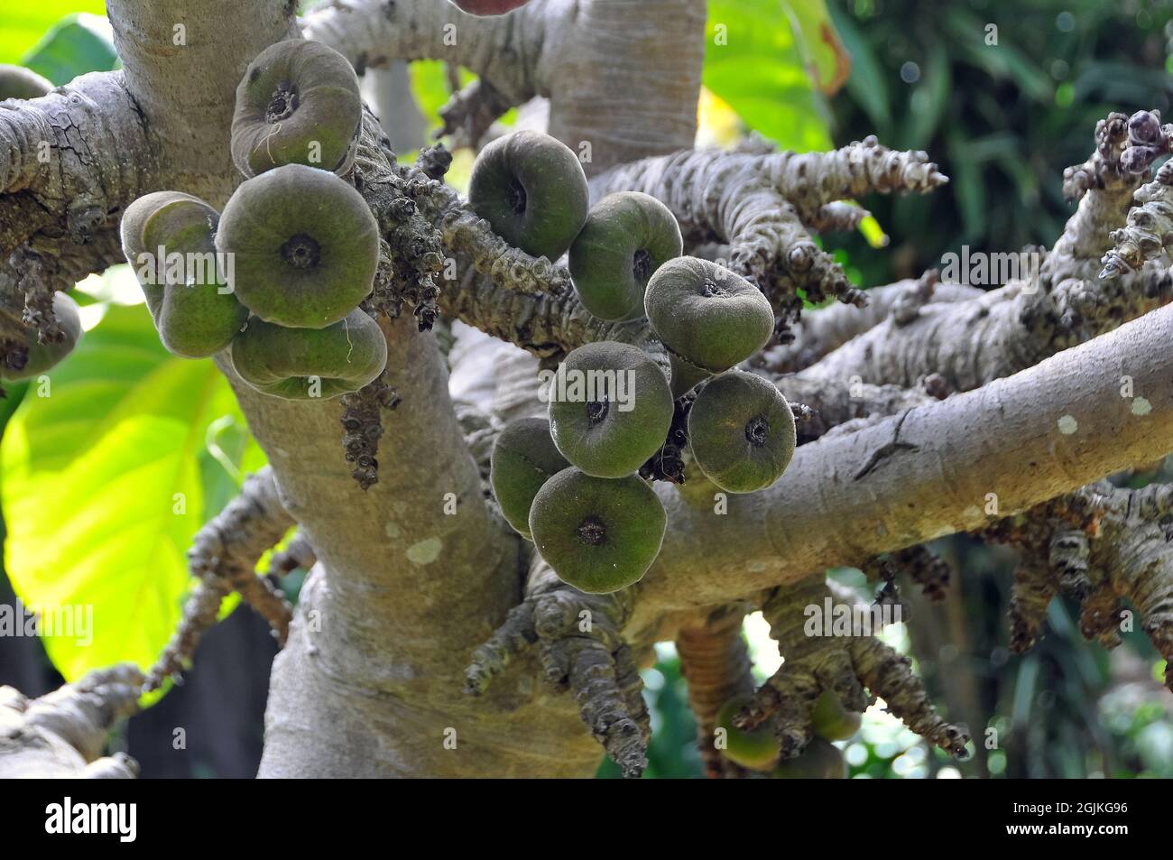 Roxburgh fig, Feige, Ficus auriculata, elefántfül füge, Asia Stock Photo