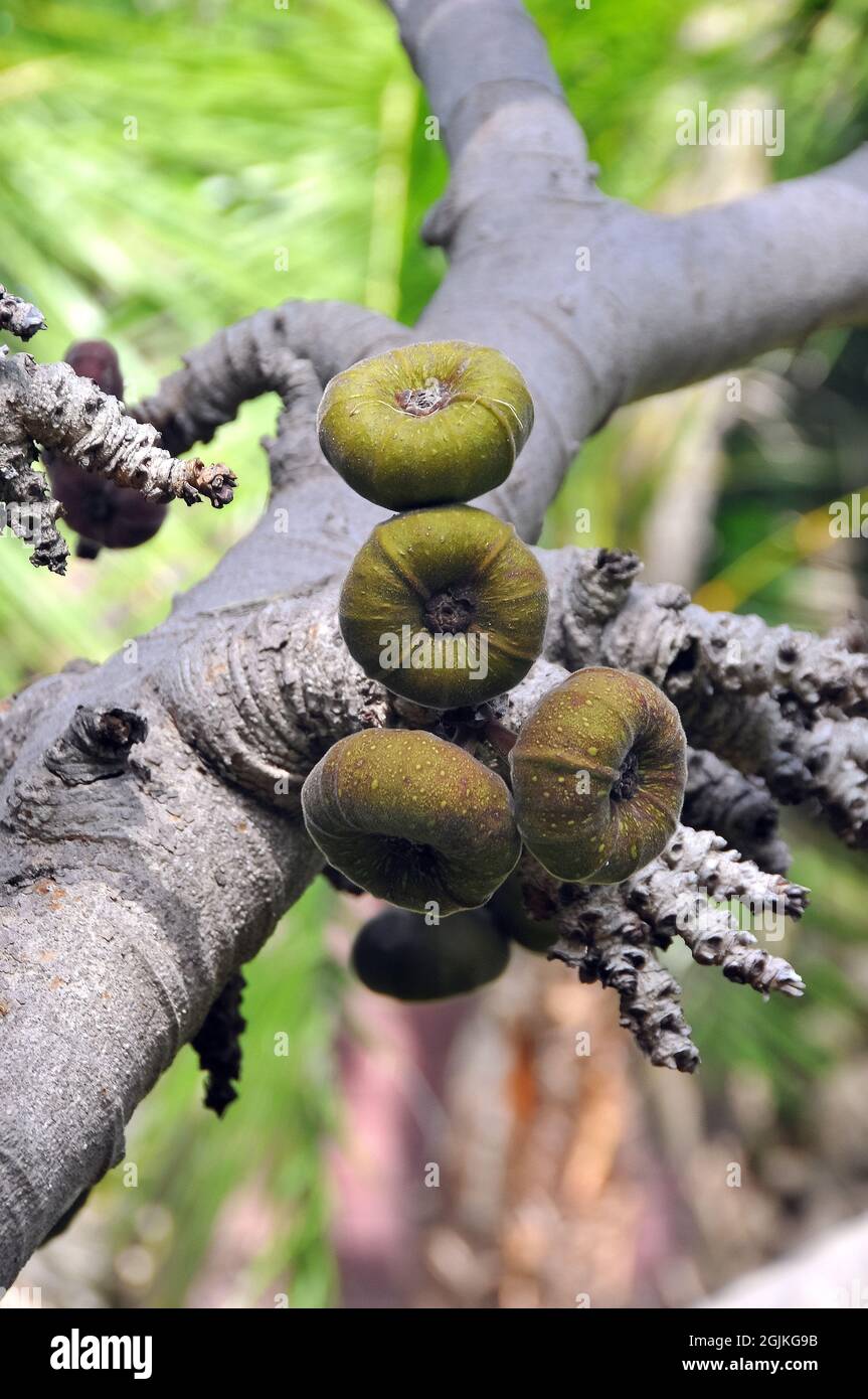 Roxburgh fig, Feige, Ficus auriculata, elefántfül füge, Asia Stock Photo