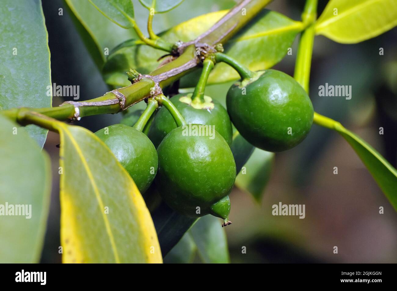 false mangosteen, gamboge, yellow mangosteen, Himalayan Garcinia, or Sour Mangosteen, Garcinia xanthochymus, hamis mangosztán Stock Photo
