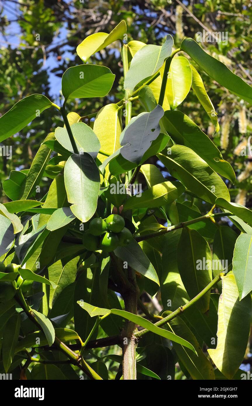 false mangosteen, gamboge, yellow mangosteen, Himalayan Garcinia, or Sour Mangosteen, Garcinia xanthochymus, hamis mangosztán Stock Photo