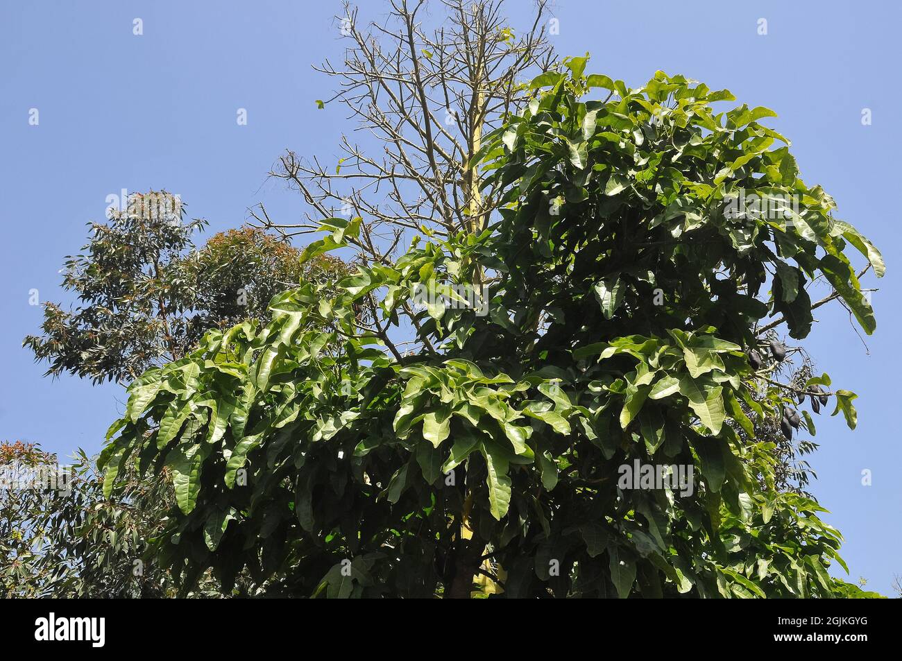 lame tree, Illawarra flame tree, lacebark tree, kurrajong, Brachychiton acerifolius, juharlevelű lángfa,  Australia Stock Photo