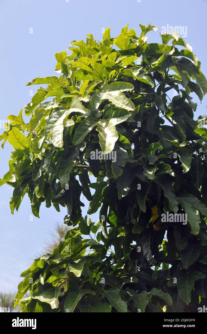 lame tree, Illawarra flame tree, lacebark tree, kurrajong, Brachychiton acerifolius, juharlevelű