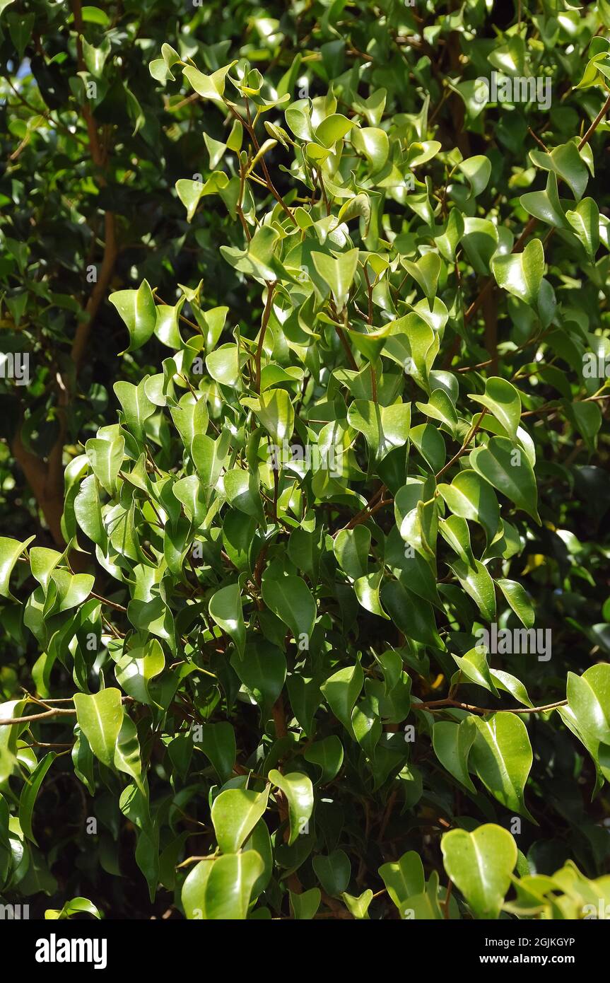 weeping fig, benjamin fig, ficus tree, Birkenfeige, Ficus benjamina, kislevelű fikusz Stock Photo