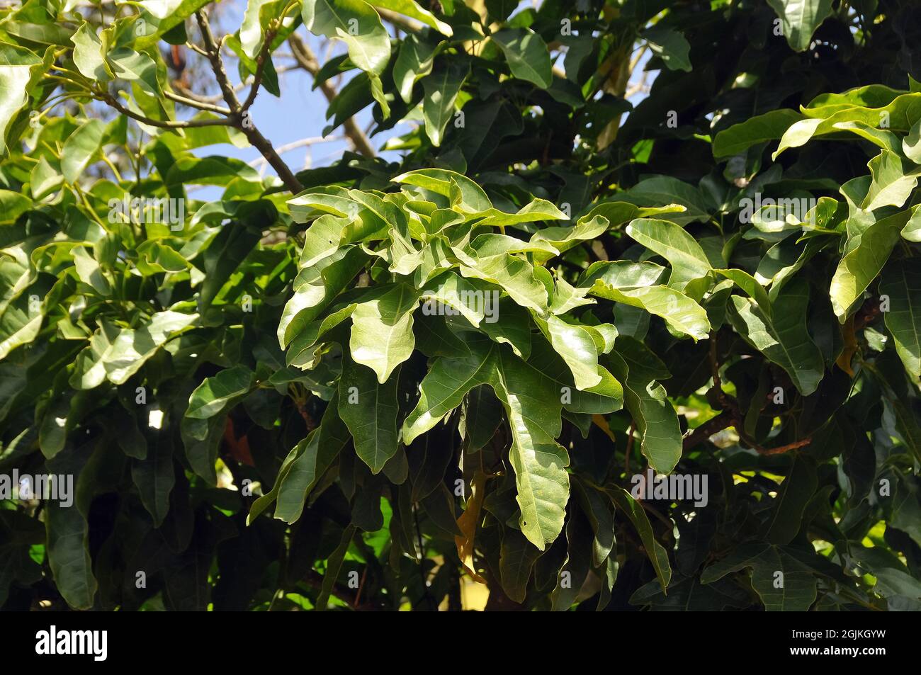 lame tree, Illawarra flame tree, lacebark tree, kurrajong, Brachychiton acerifolius, juharlevelű lángfa,  Australia Stock Photo