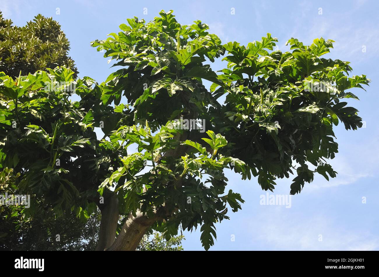 Breadfruit, Brotfruchtbaum, Artocarpus altilis, kenyérfa Stock Photo