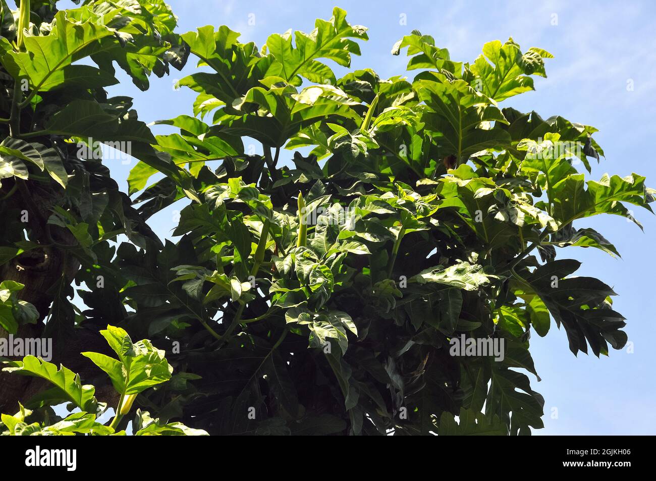 Breadfruit, Brotfruchtbaum, Arbre à pain, Artocarpus altilis, trópusi ...