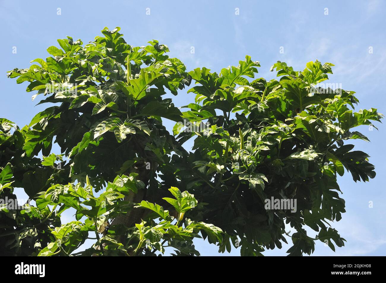 Breadfruit, Brotfruchtbaum, Artocarpus altilis, kenyérfa Stock Photo