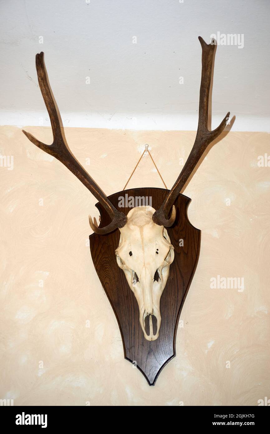 a Deer head isolated on white background Stock Photo - Alamy