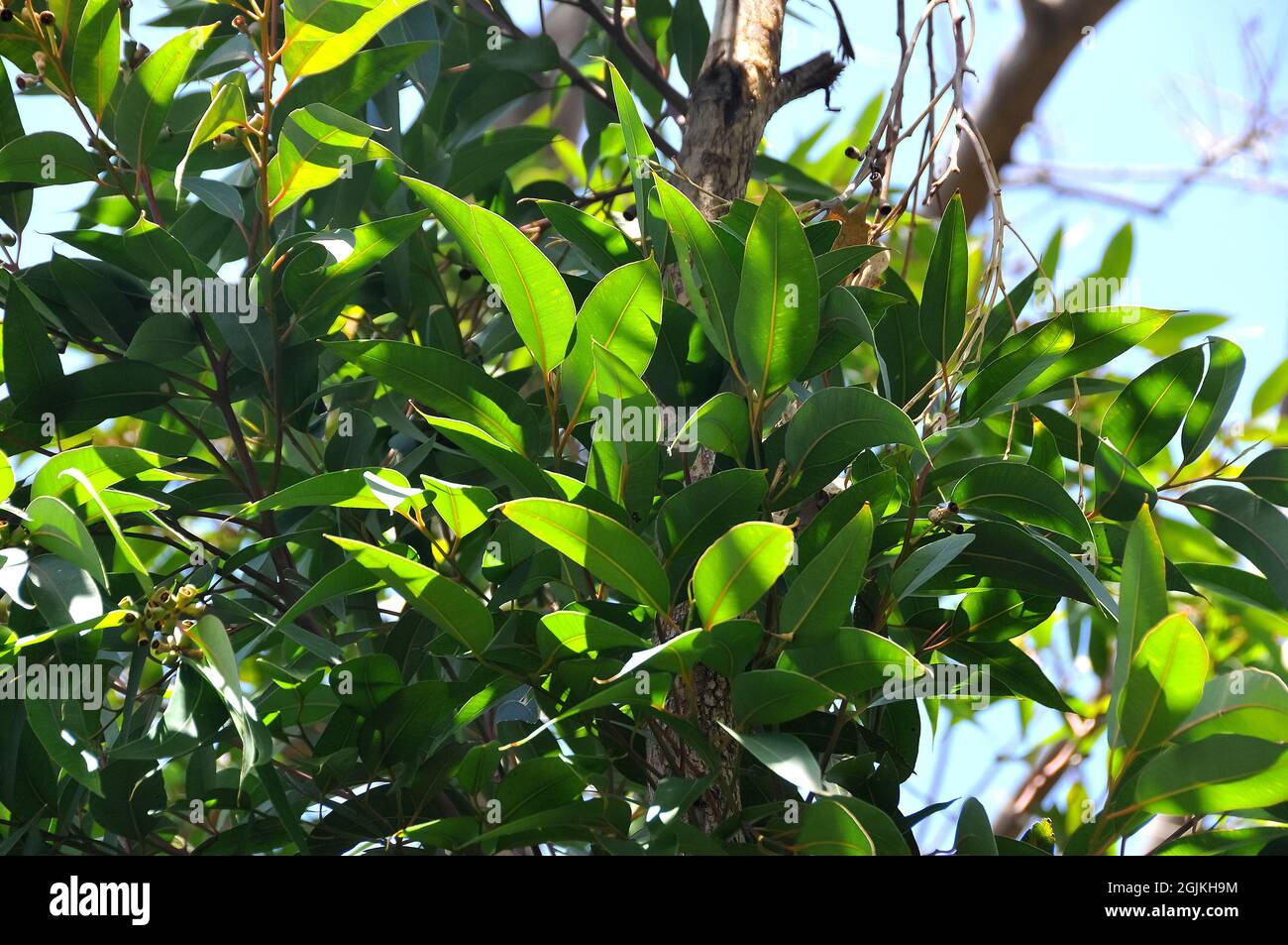 swamp mahogany or swamp messmate, Eukalypte, Eucalyptus robusta, mocsári eukaliptusz, Australia Stock Photo