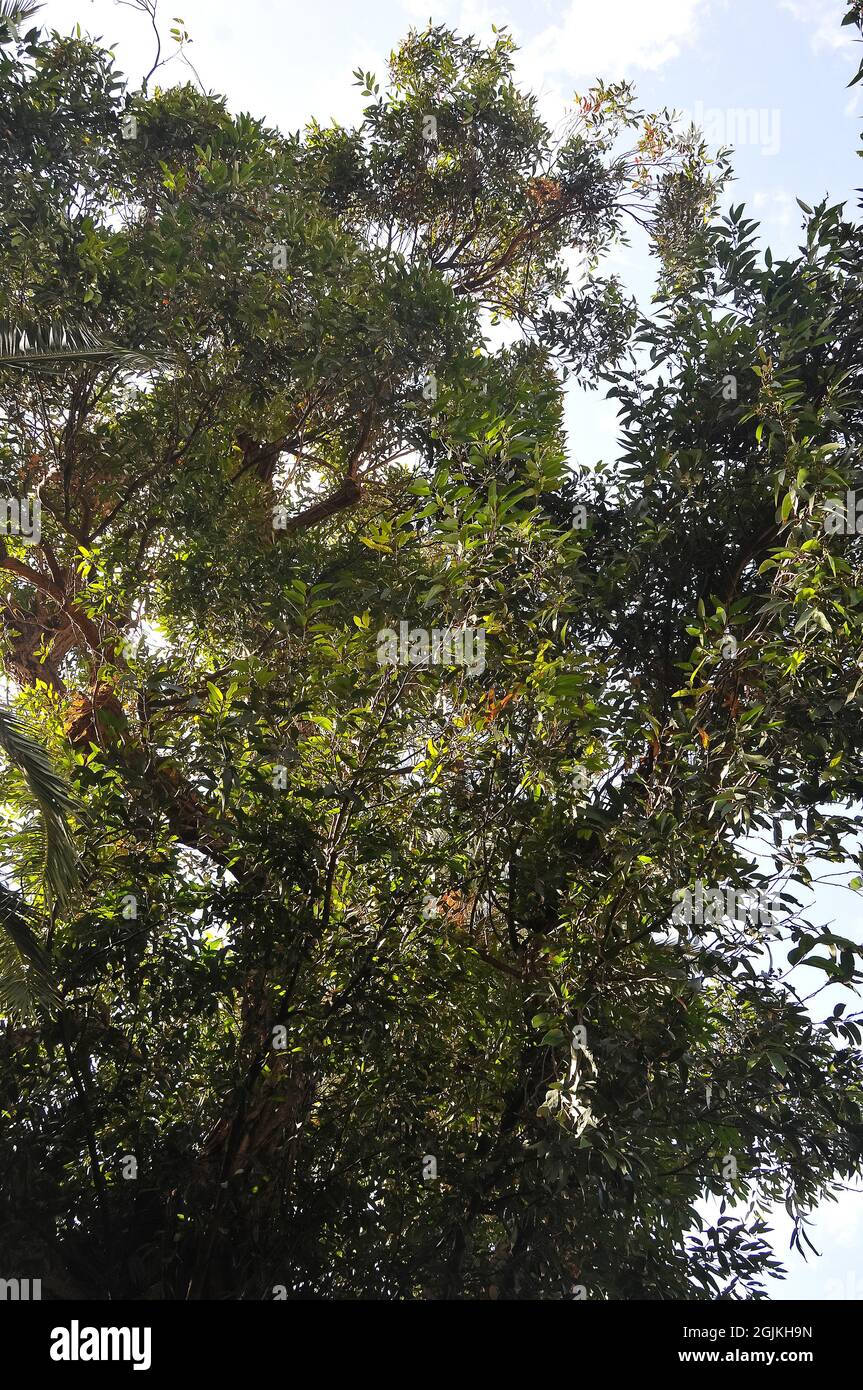 swamp mahogany or swamp messmate, Eukalypte, Eucalyptus robusta, mocsári eukaliptusz, Australia Stock Photo