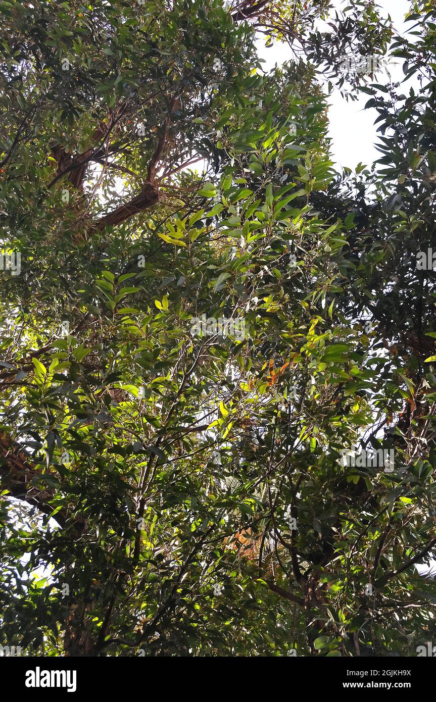 swamp mahogany or swamp messmate, Eukalypte, Eucalyptus robusta, mocsári eukaliptusz, Australia Stock Photo