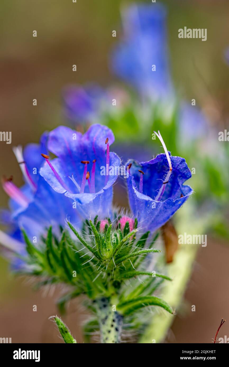 Echium vulgare flower in field, close up Stock Photo