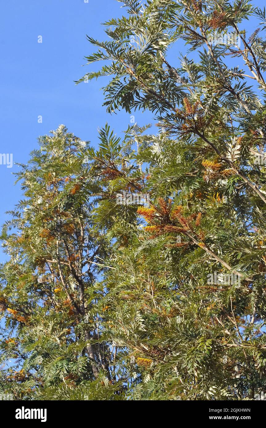 Grevillea Robusta Hi Res Stock Photography And Images Alamy