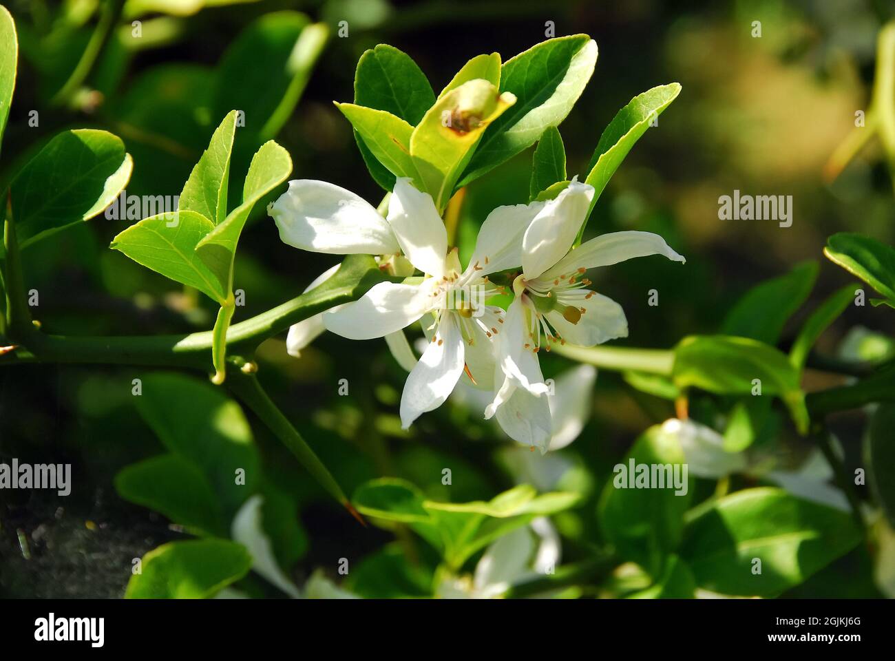 Trifoliate orange, Japanese bitterorange, Dreiblättrige Orange, Poncirus trifoliata, vadcitrom