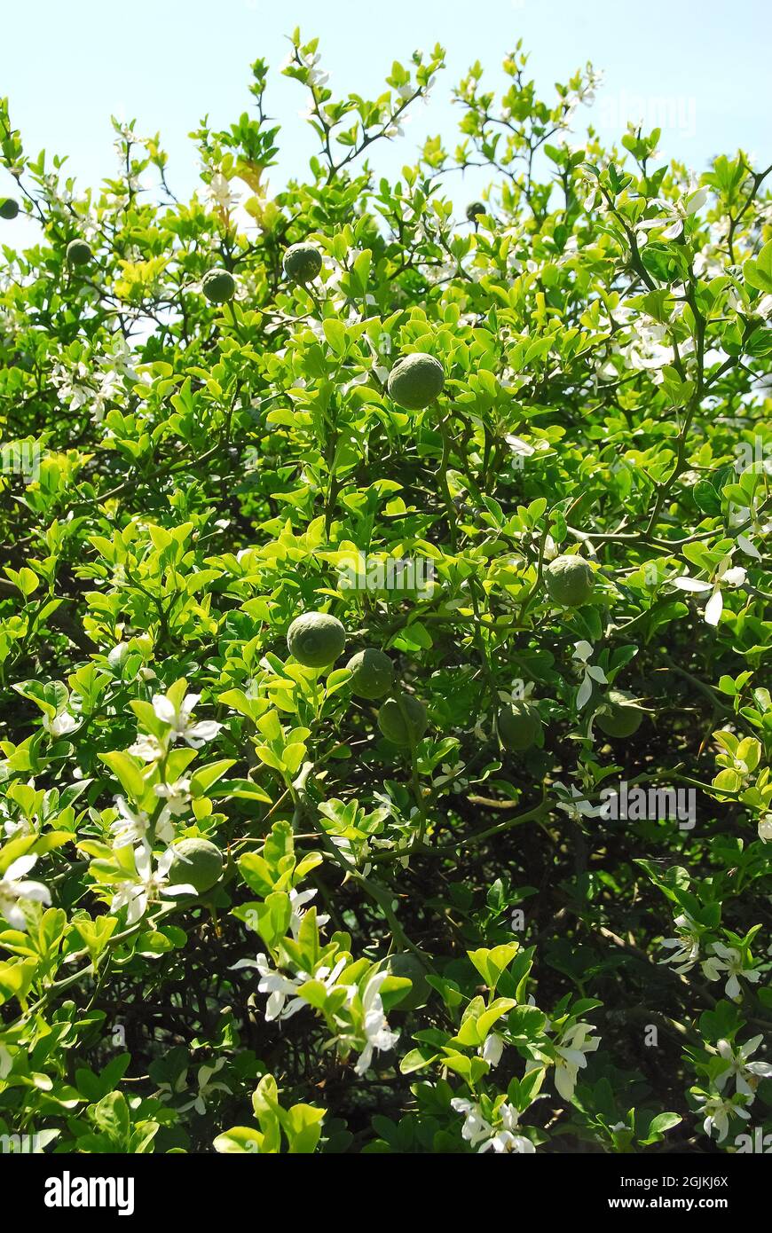 Trifoliate orange, Japanese bitterorange, Dreiblättrige Orange, Citronnier épineux, Poncirus
