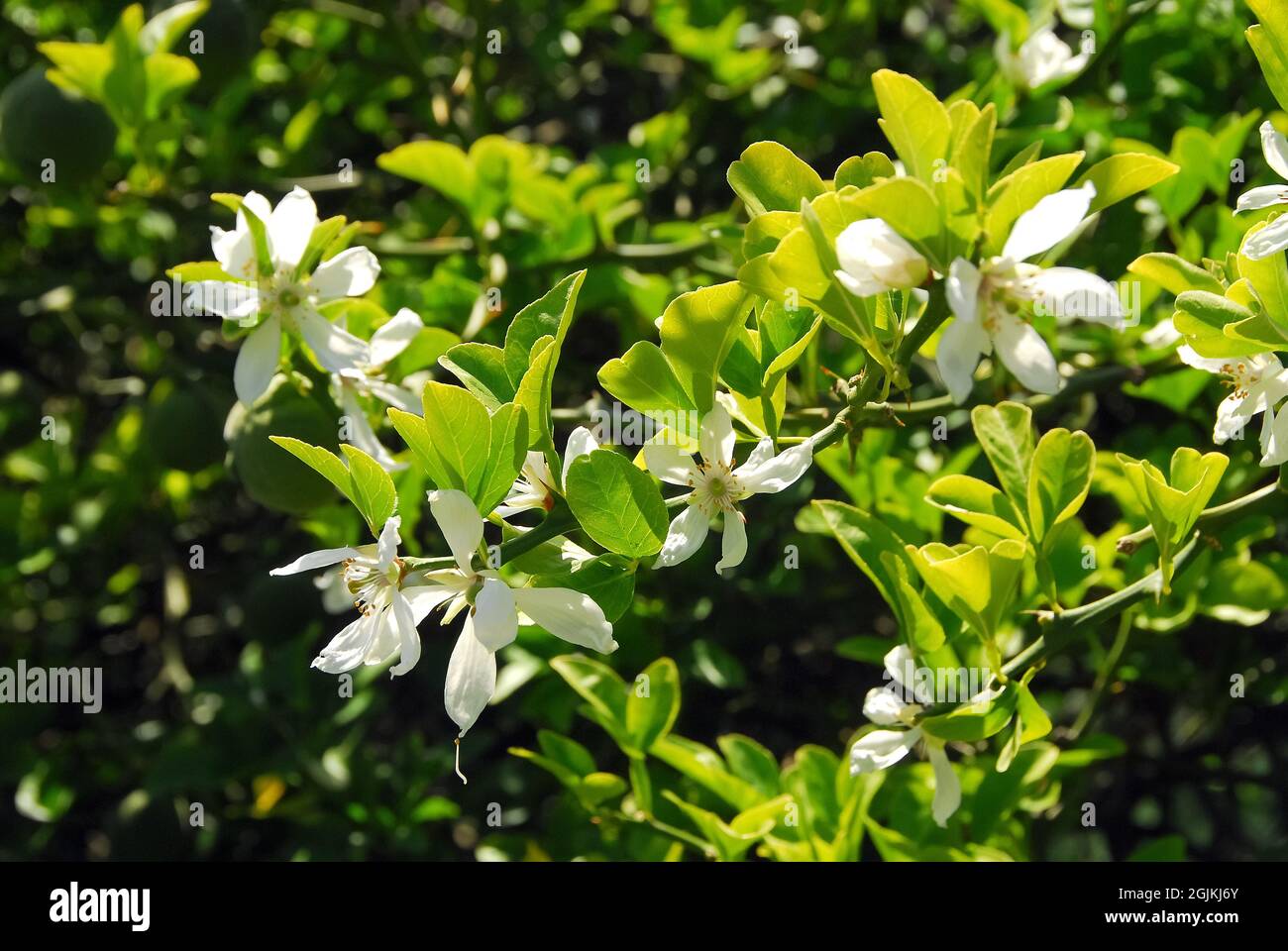 Trifoliate orange, Japanese bitterorange, Dreiblättrige Orange, Citronnier épineux, Poncirus