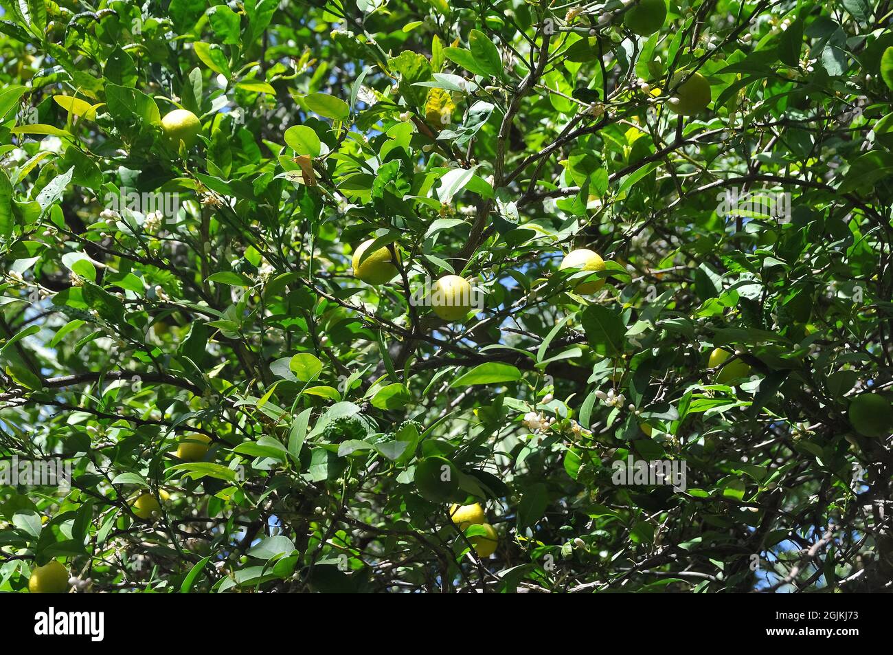 Key lime, West Indian lime, bartender's lime, Omani lime, or Mexican lime, Echte Limette, Citrus aurantifolia, lime, zöldcitrom Stock Photo