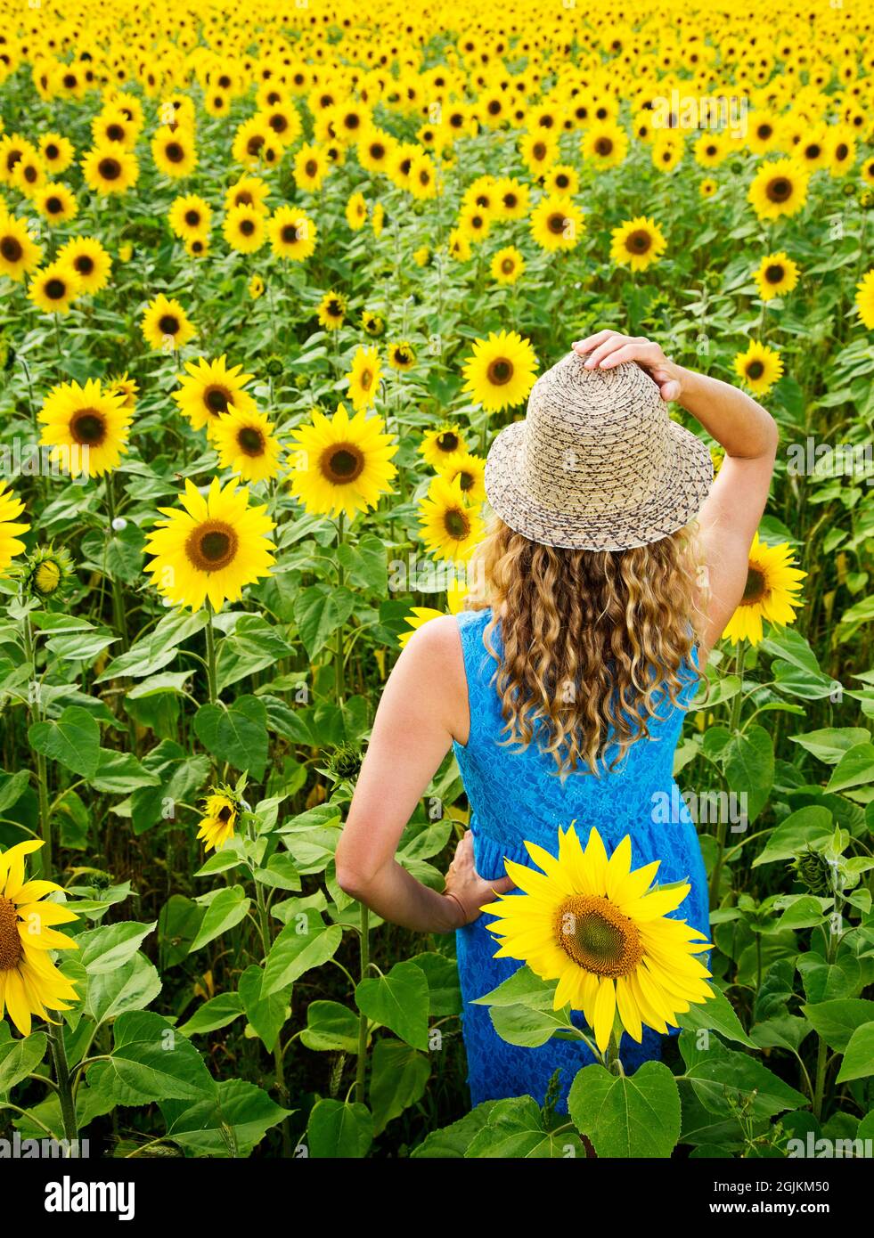 Girl in a sunflower field wearing blue dress Stock Photo - Alamy