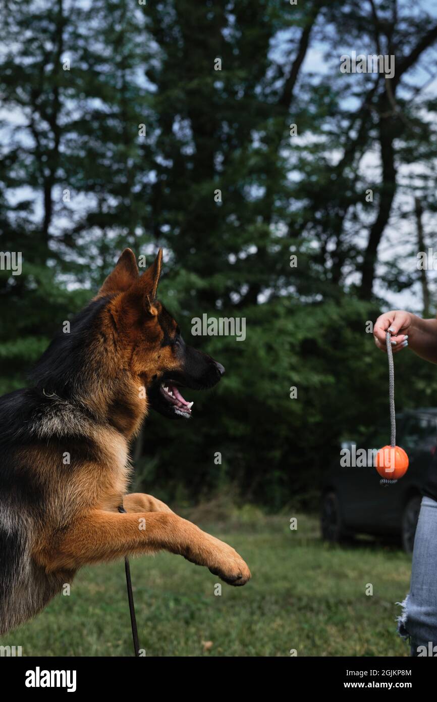 Young thoroughbred dog jumps and tries to grab orange ball with its teeth,  which owner holds by rope. German Shepherd puppy plays with ball outside on  Stock Photo - Alamy