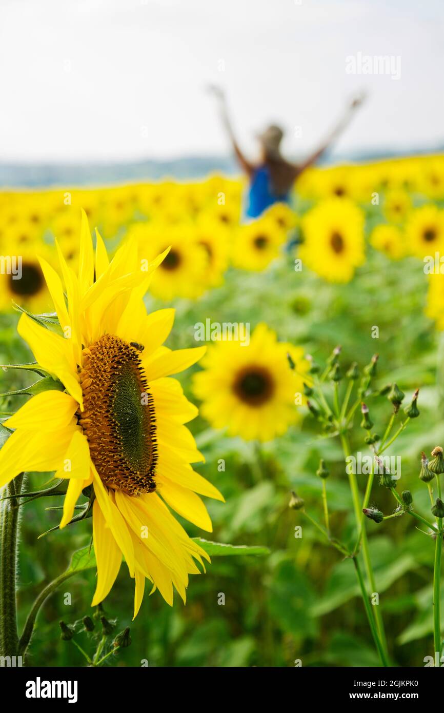 Girl in a sunflower field wearing blue dress Stock Photo - Alamy