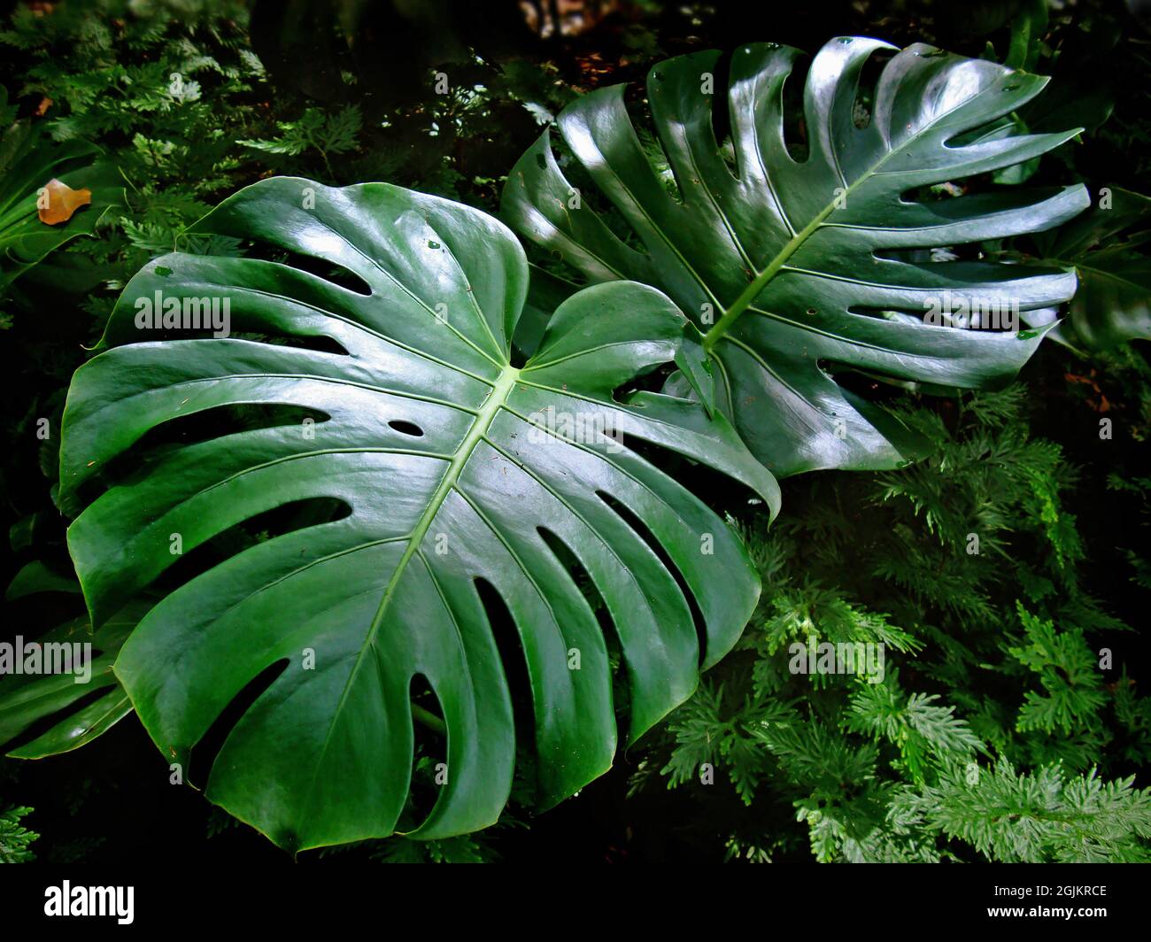 Swiss cheese plant leaves (Monstera deliciosa Stock Photo Alamy