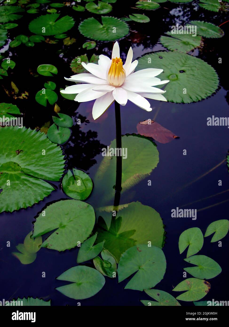 White water lily (Nymphaea alba) Stock Photo