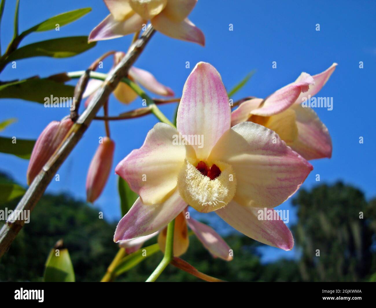 Orchids on tropical garden (Dendrobium) Stock Photo