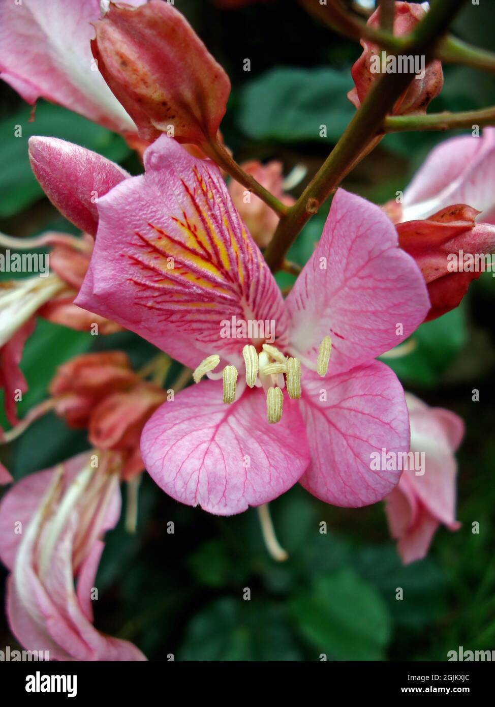 Pink flower (Bauhinia alata) on garden Stock Photo