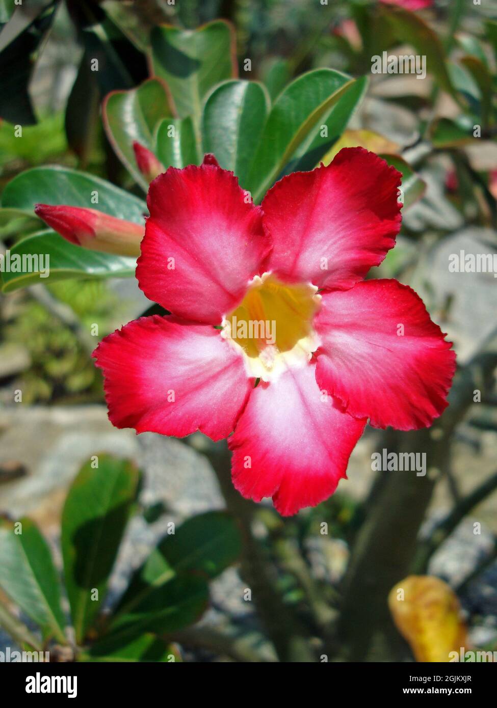Adenium obesum pink hi-res stock photography and images - Alamy