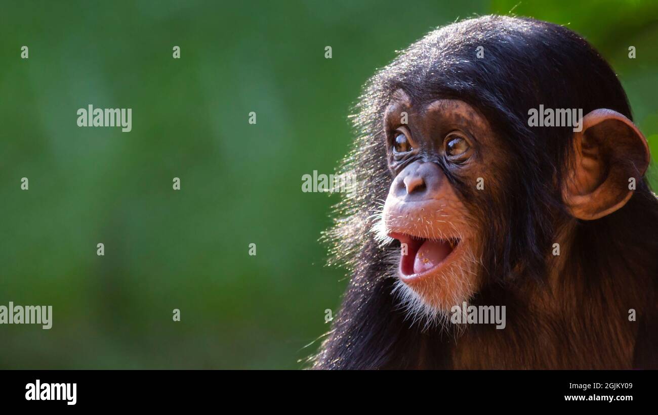 Close up portrait of a happy baby chimpanzee with a silly grin with room for text Stock Photo