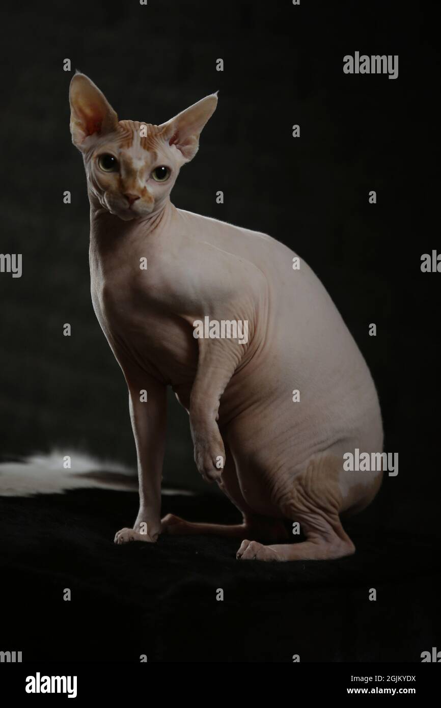 Portrait of a bald cat. The Sphynx cat breed is hairless animals without  hair Stock Photo - Alamy