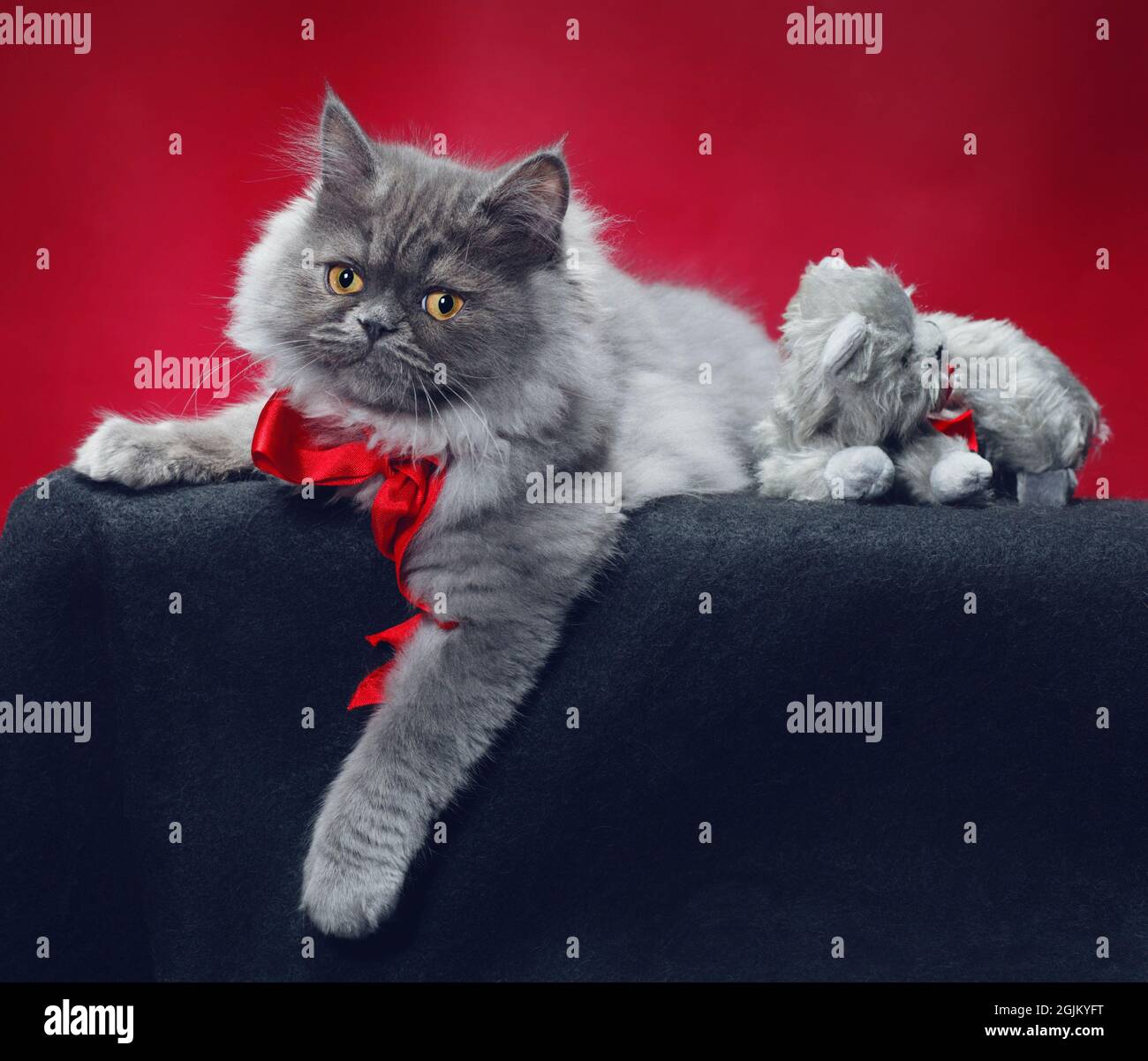 Annoyed looking fluffy grey long haired cat wearing a red bow, with a stuffed grey cat wearing a matching red bow. Stock Photo