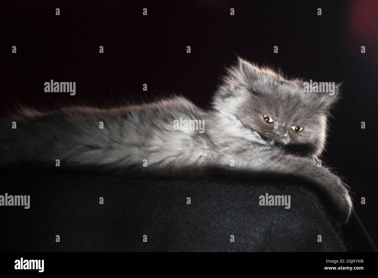 Hilariously angry looking fluffy grey long haired cat. Stock Photo