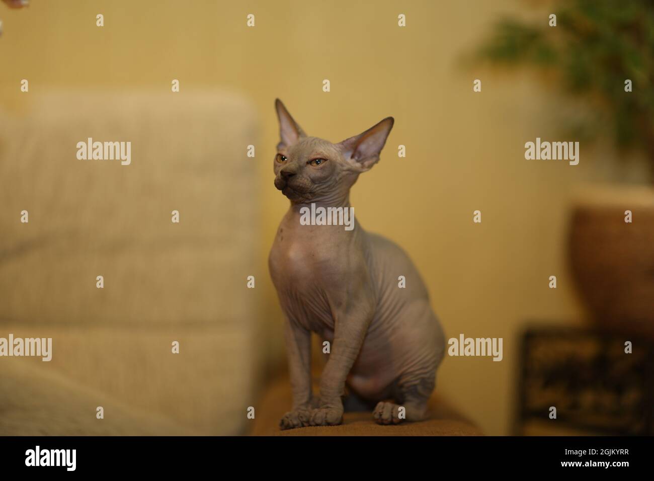Portrait of a bald cat. The Sphynx cat breed is hairless animals without  hair Stock Photo - Alamy