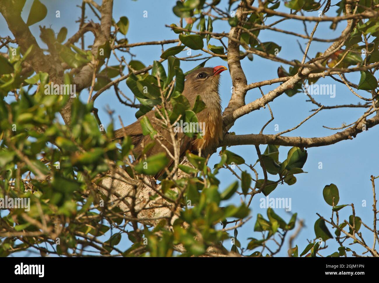 Sirkeer Malkoha (Taccocua leschenaultii leschenaultii) adult perched in tree Bundala NP, Sri Lanka                 December Stock Photo