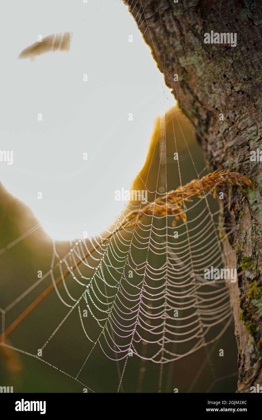 Spider web, dew laden, just backlit by early morning, dawn, sun suddenly appearing from over the horizon as a blinding light, from behind a tree trunk. Stock Photo