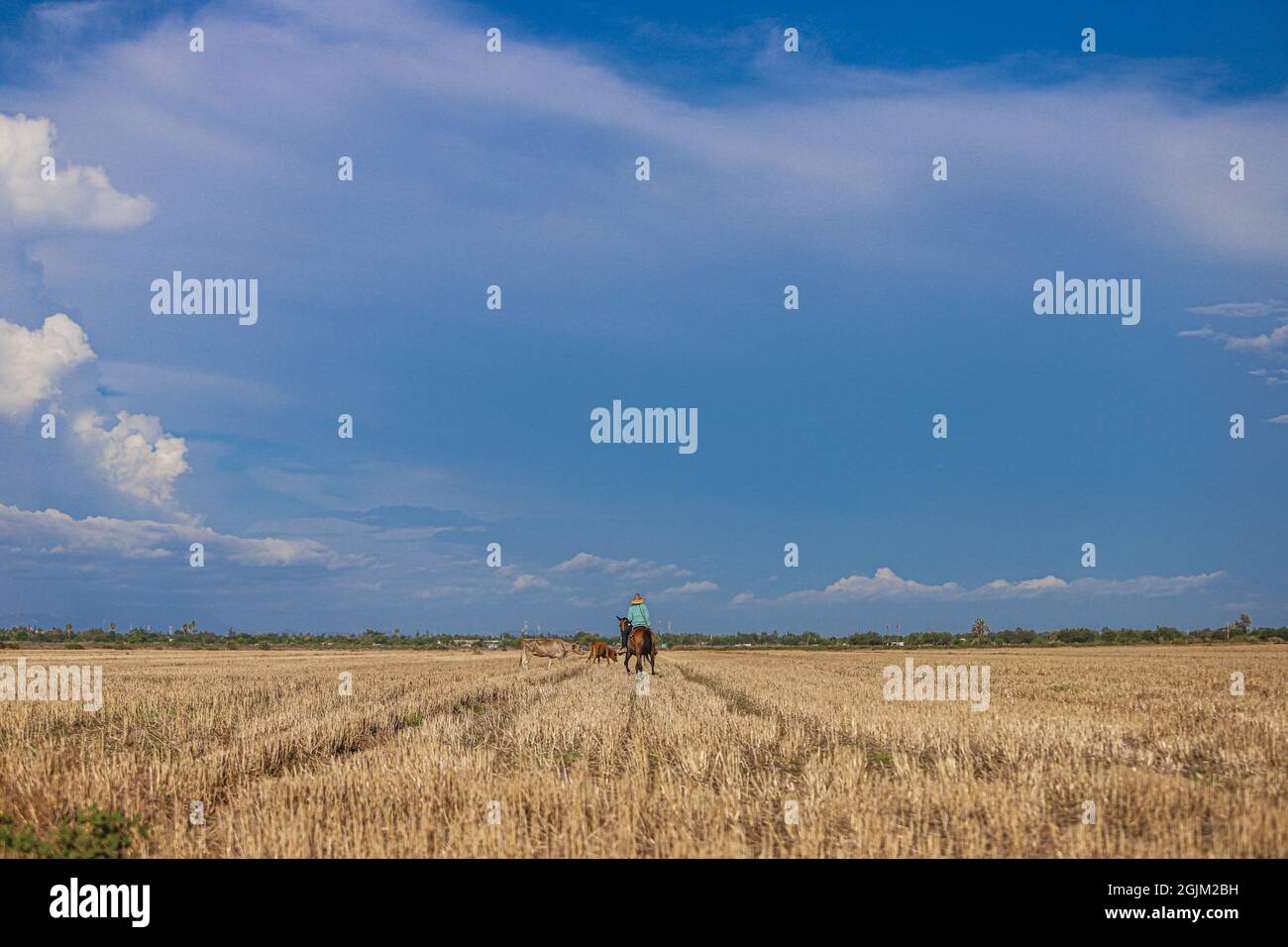 A man riding his horse herds cows in a few hectares of gold-colored crops for food on a sunny summer day in the Mayo Valley in the Navovaxia, Huatabampo, Mexico dedicated to agriculture and livestock community. Community or town in the Mexican state of Sonora .... (Photo by Luis Gutierrez / NortePhoto.com)  Un hombre montando su caballo arrea vacas en unas hectareas de siembra color dorado para que se alimenten en un dia soleado de verano en el valle del Mayo en la comumindad dedicada a la agricultura y ganaderia en Navovaxia, Huatabampo, Mexico. Comunidad o pueblo en el estado mexicano de Son Stock Photo