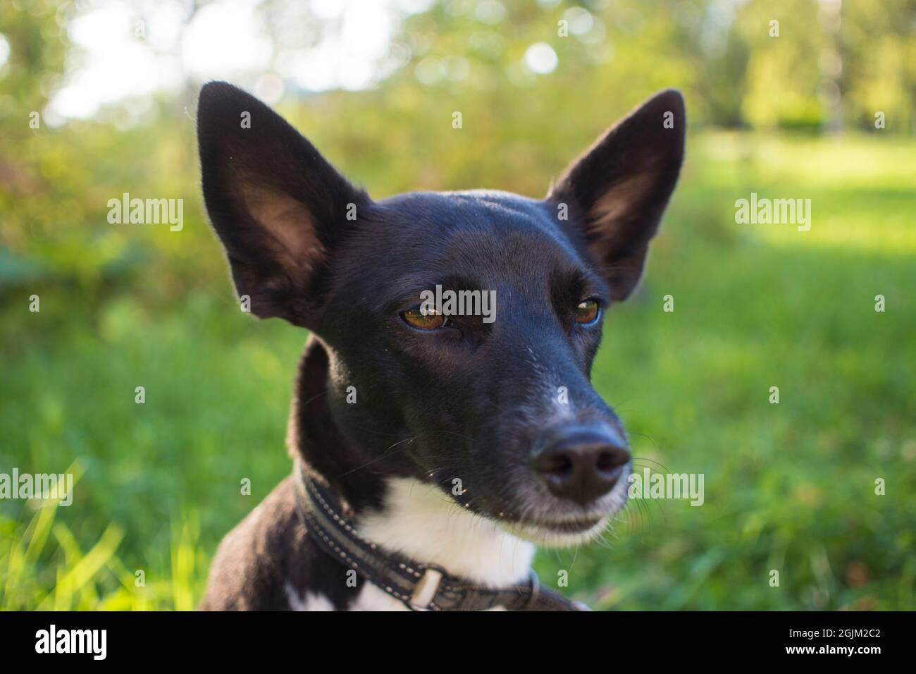 Portrait of a black and white mongrel dog in a Park Stock Photo - Alamy