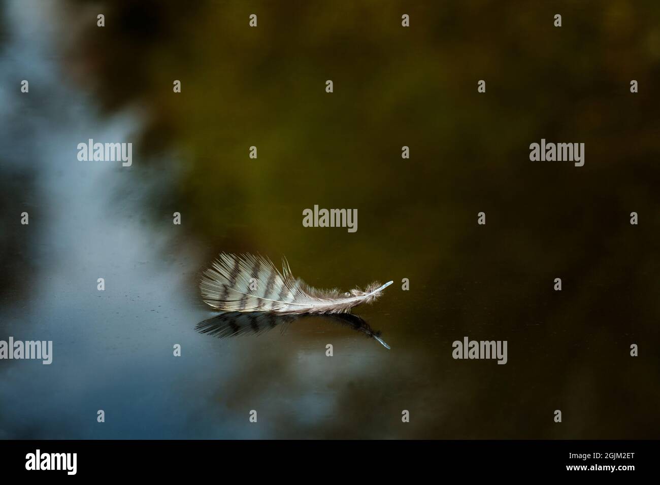 Flooting feather Stock Photo