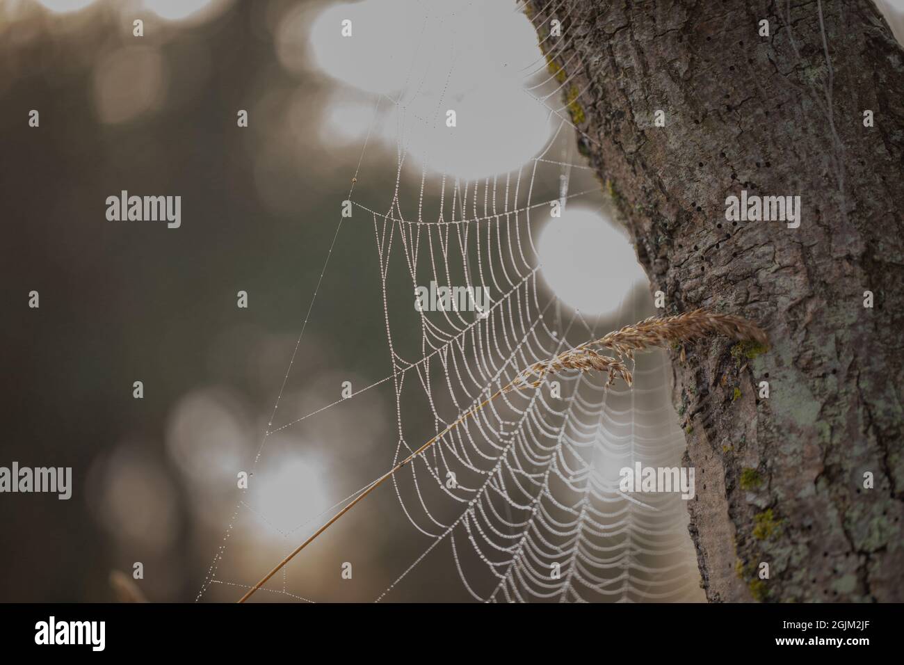 Overnight spun spider’s web, covered in morning dew. Web, dew laden, just backlit by early morning, dawn, sun suddenly appearing from over the horizon. Stock Photo