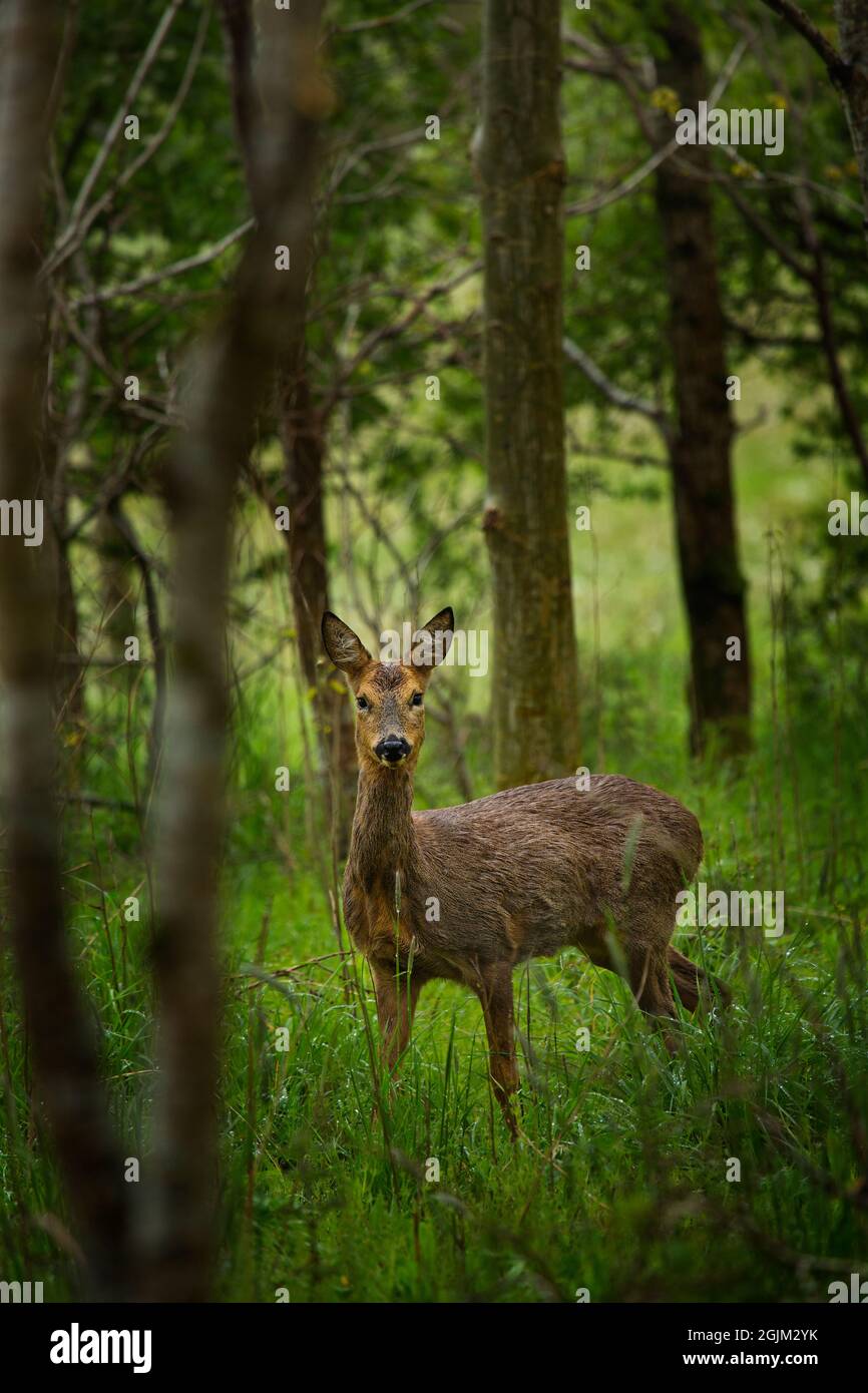 Bucks In The Forest