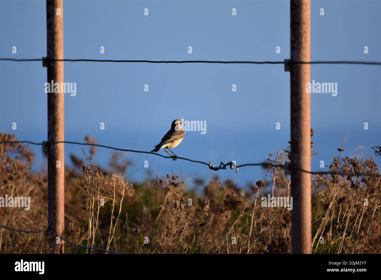 Small bird sitting on a fence at the coastline in the evening sun Stock Photo