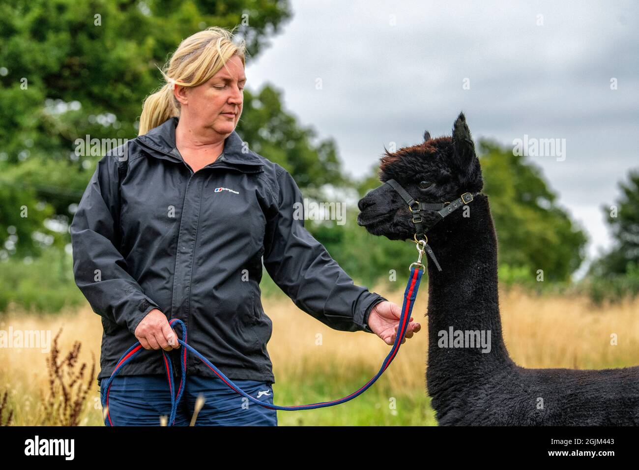Geronimo the alpaca awaits his fate at Shepherds Close Farm Gloucestershire. Pictured with owner Helen Macdonald. Bovine TB. Stock Photo