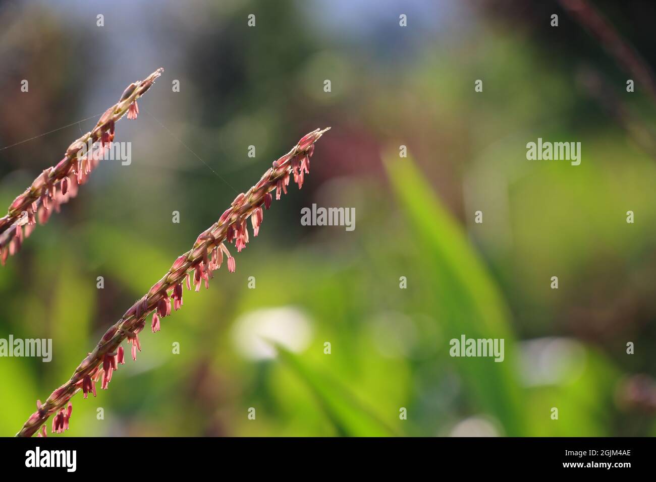 Closeup shot of growing Silvergrass twigs Stock Photo