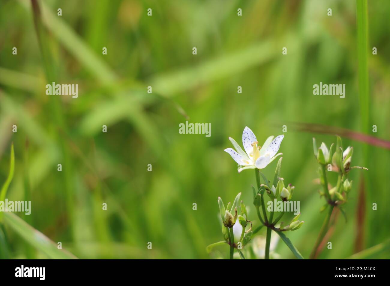 Closeup shot of a growing Chickweed plant Stock Photo